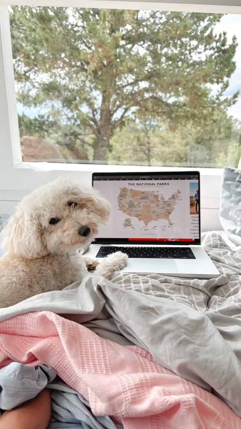 Traveling with Your Dog: The Ultimate Checklist to Keep Them Comfortable
